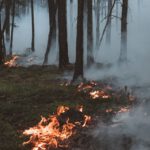 Hessen meldet hohe Waldbrandgefahr und untersagt Nutzfeuer landesweit