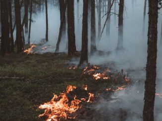 Hessen meldet hohe Waldbrandgefahr und untersagt Nutzfeuer landesweit