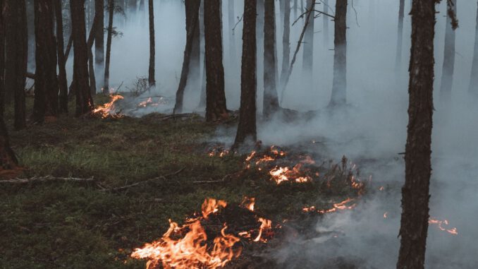 Hessen meldet hohe Waldbrandgefahr und untersagt Nutzfeuer landesweit Hessen meldet hohe Waldbrandgefahr und untersagt Nutzfeuer landesweit