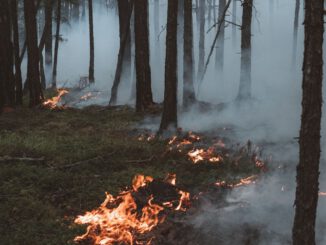 Hohe Waldbrandgefahr sorgt für Verbot an öffentlichen Grillplätzen