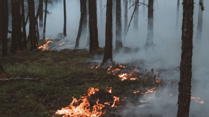 Hohe Waldbrandgefahr sorgt für Verbot an öffentlichen Grillplätzen Hohe Waldbrandgefahr sorgt für Verbot an öffentlichen Grillplätzen