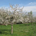 Wie Streuobstwiesen geschützt werden können: Neuer Praxisführer für das hessische Ried