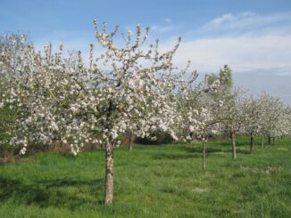 Wie Streuobstwiesen geschützt werden können: Neuer Praxisführer für das hessische Ried