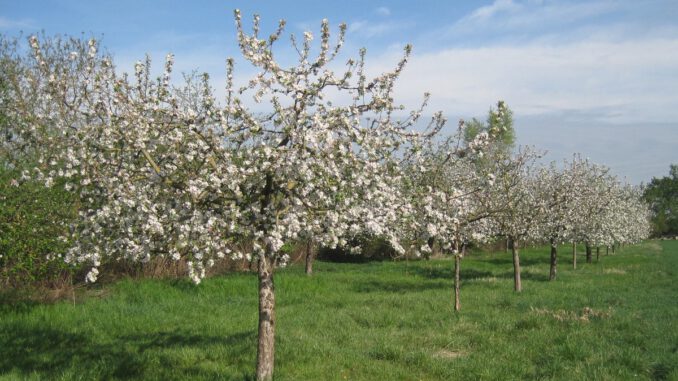 Wie Streuobstwiesen geschützt werden können: Neuer Praxisführer für das hessische Ried
