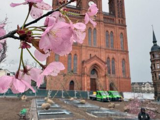 Wiesbadens Schlossplatz erhält 24 Bäume und unterirdische Bewässerung