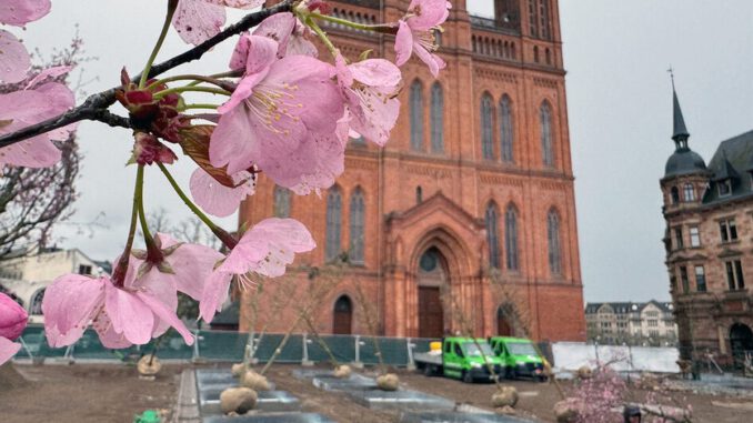 Wiesbadens Schlossplatz erhält 24 Bäume und unterirdische Bewässerung